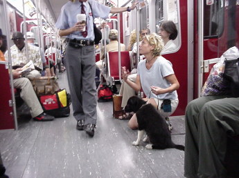 Young woman on the subway with her ten- week-old Border Collie puppy. Young woman is crouched down beside her puppy while she chats with a uniformed subway employee. Several people are also on the subway