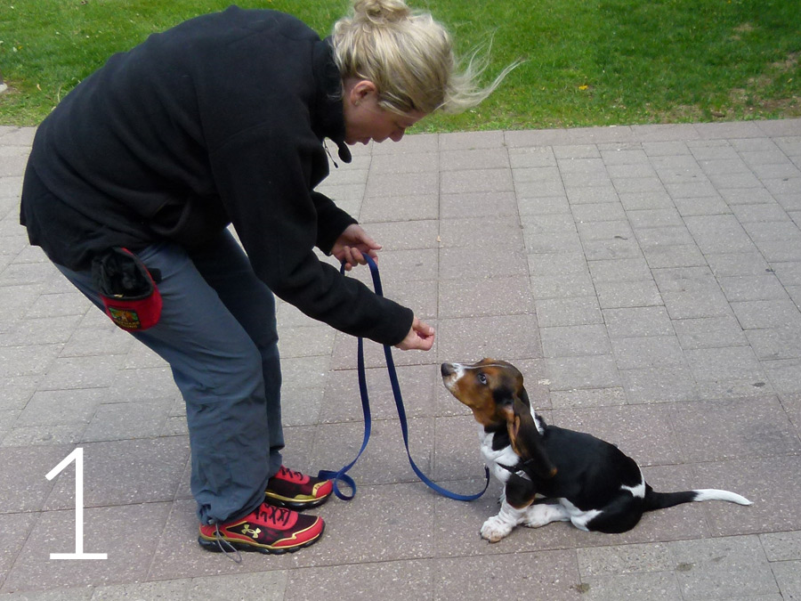 The Release • Ultimate Puppy Ultimate Puppy