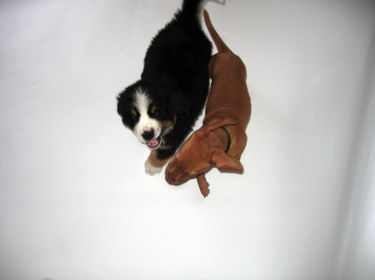 Bird’s eye view of two puppies running beside each other while playing. The dog on the right is a ten-week-old Vizsla puppy and the dog on the left is a nine-week-old Bernese Mountain Dog puppy