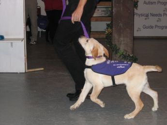 A puppy in training at the National Service Dogs showing how to walk on a loose leash.