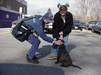 Young woman and her 12-week-old chocolate Lab puppy meet a mailman. They meet outdoors and the puppy is in a sit while the mailman leans over and rubs his ears. The woman gives the puppy a treat as this happens