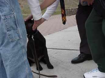 Twelve-week-old brown Lab sitting, receiving a treat while being patted