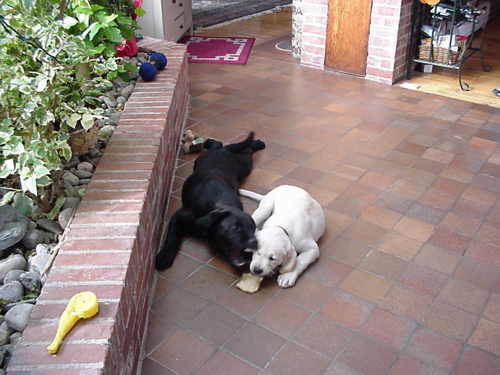 Pups playing 1 (games)