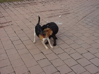 Twelve-week-old brown Lab meeting an adult Beagle while on leash. Both dogs are sniffing each other