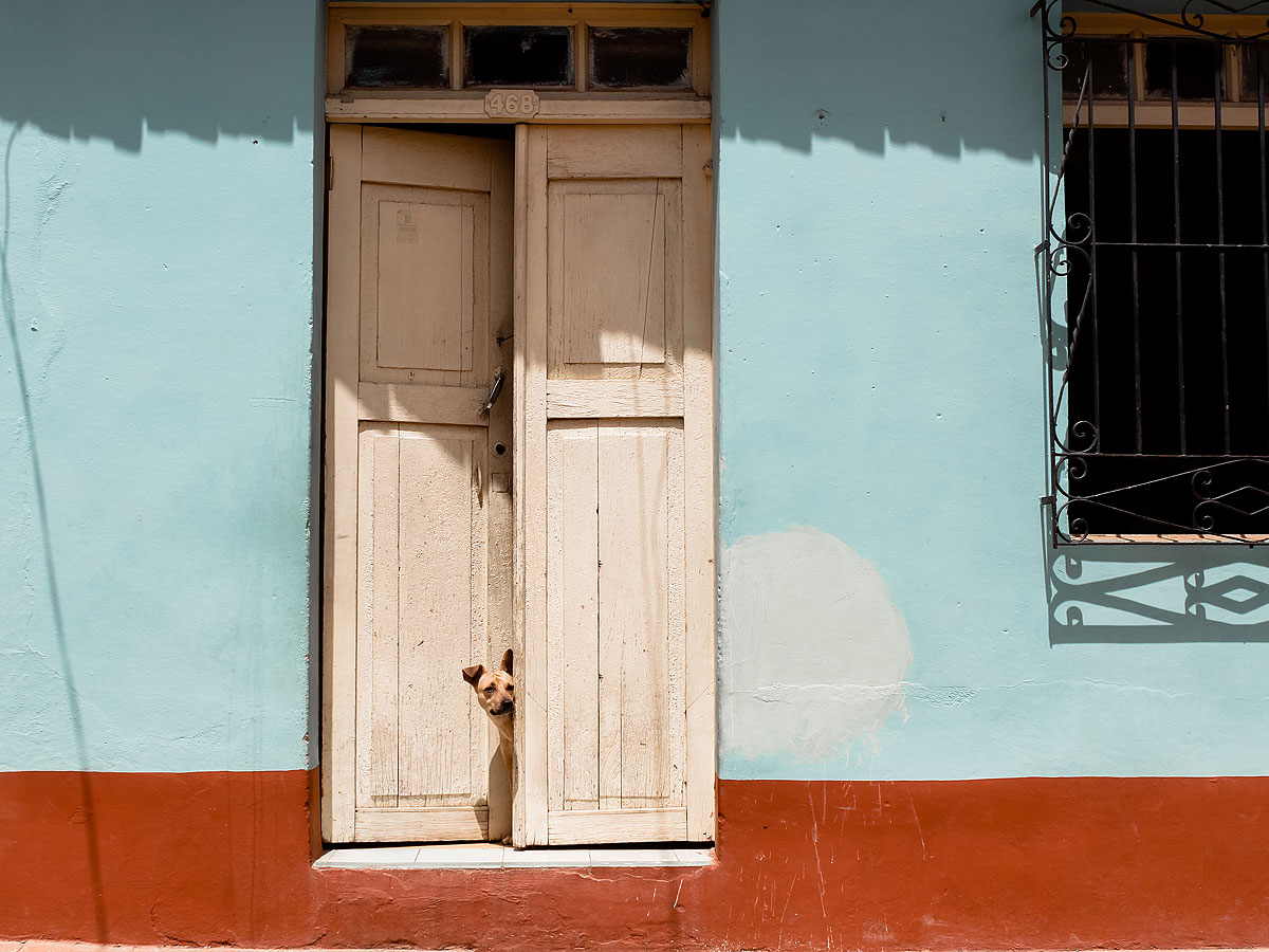 Small brown dog is peering out the front door or a house.