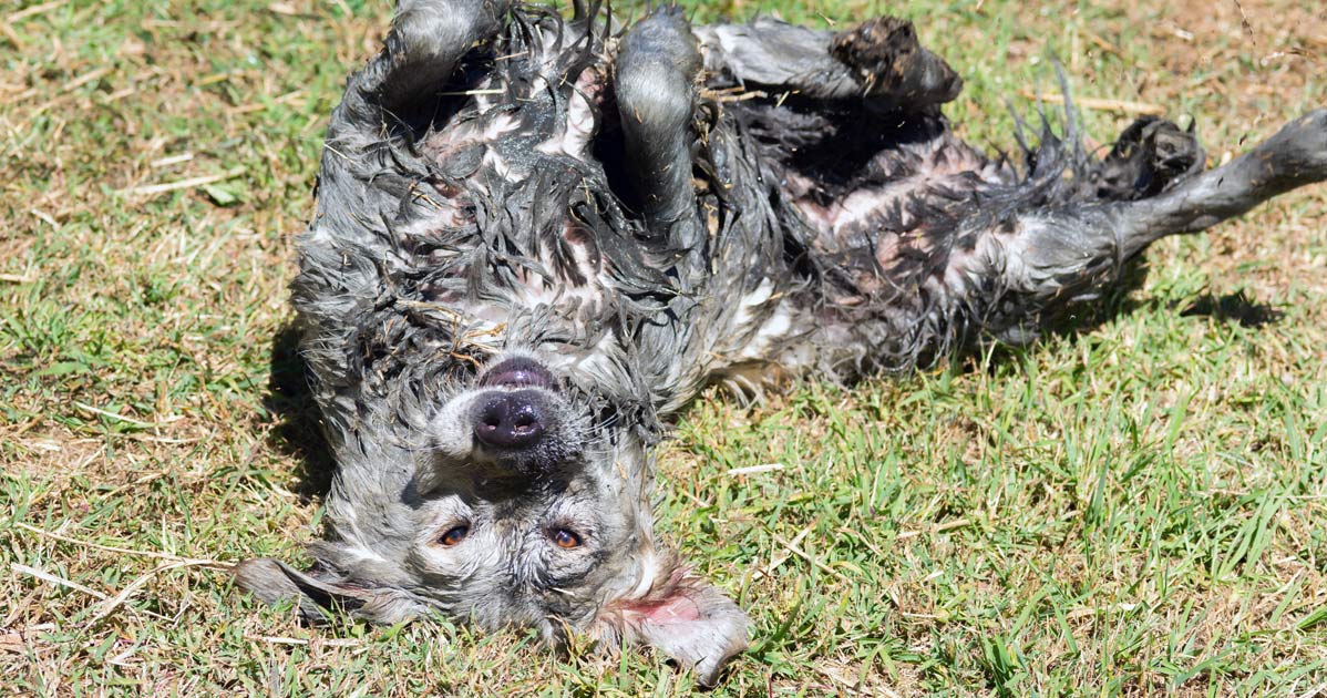 Dog laying upside-down in the mud,