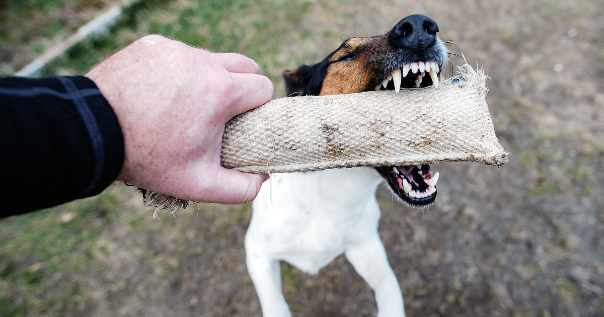 A Jack Russell puppy is biting into a chew stick which is being held by a man's hand.