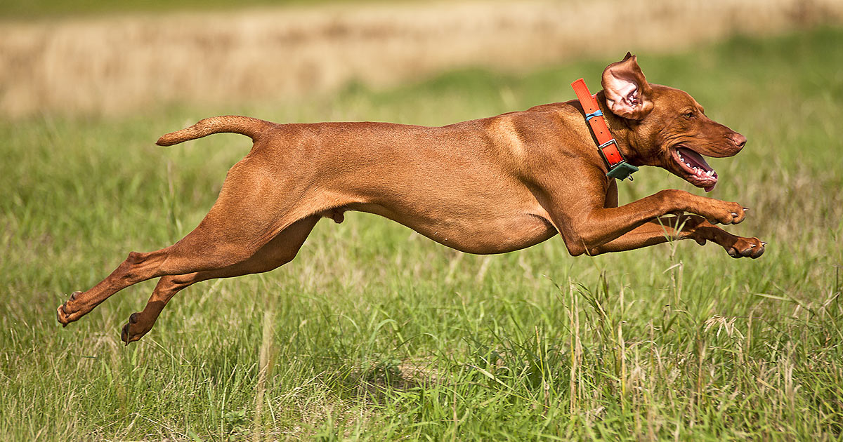 A Vizsla running full out across a field.