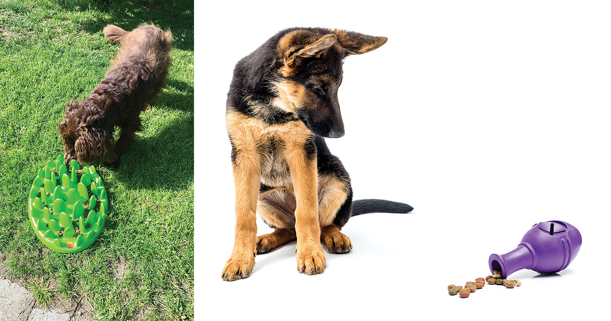 A composition of two different pictures. The photo on the right is a of a german shepherd puppy sitting, looking at a food stuffable rubber toy. There is some kibble spilled out of the toy. The photo on the left is of a brown poodle hunting for kibble on a snuffle styled mat. 