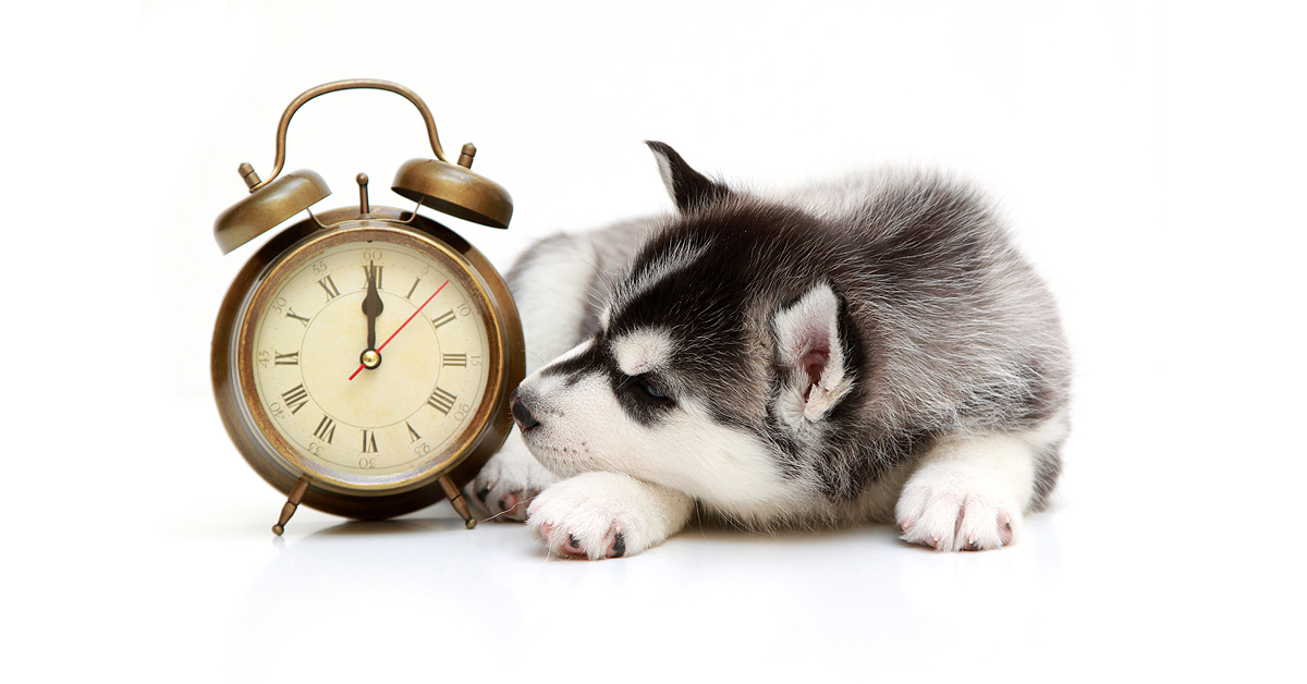 An 8 week old Huskie puppy lies to the right of an alarm clock. His nose resting up against the clock.