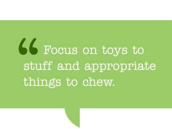 this is a pull quote which reads: Focus on toys to stuff and appropriate things to chew