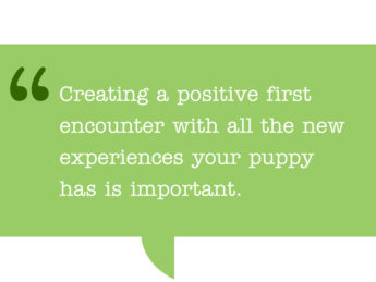 Pull quote: Creating a positive first encounter with all the new experiences your puppy has is important. ultimatepuppy.com