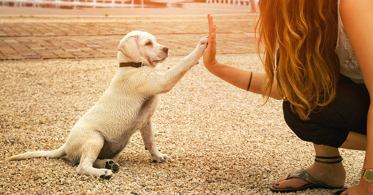 On the left a lab puppy is sitting facing a woman on the right. The labrador has his right paw up in the air touching the woman's right hand which is also coming out to meet his paw. Basically they are high fiving each other. 