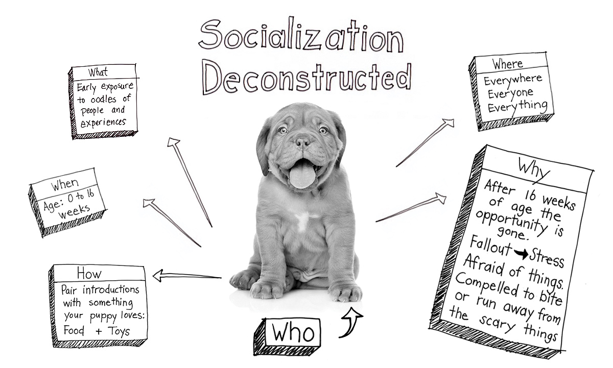 This is a black and white hand drawn sketch of a mind map about puppy socialization deconstructed. There is a puppy head (with the title your puppy) in the middle, surrounded by 5 think bubbles: When - age 0 to 16 weeks; What - Early exposure to oodles of people and experiences; Why - After 16 weeks of age the opportunity is gone. Fallout = Stress. Afraid of things. Compelled to bite or run away from the scary things; Where - Everywhere, Everyone, Everything; How - Pair introductions with something your puppy loves: Food + Toys