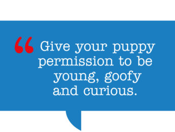 pull quote: Give your puppy permission to be young, goofy and curious.