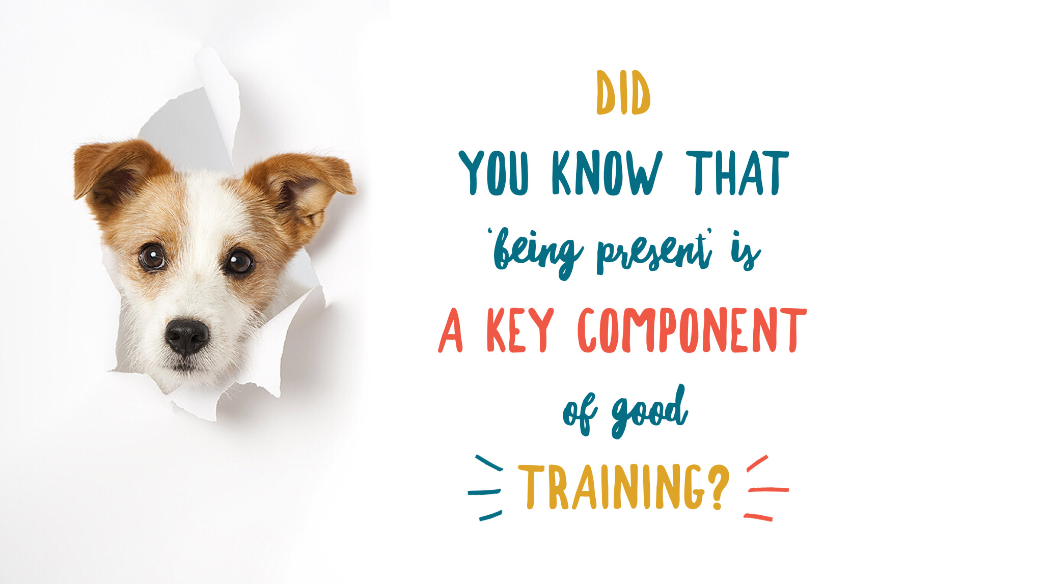 A young jack russell puppy’s head has burst through the white paper on the left of the page. He is facing the camera. On the left is text which reads: Did you know that being present is a key component of good training?