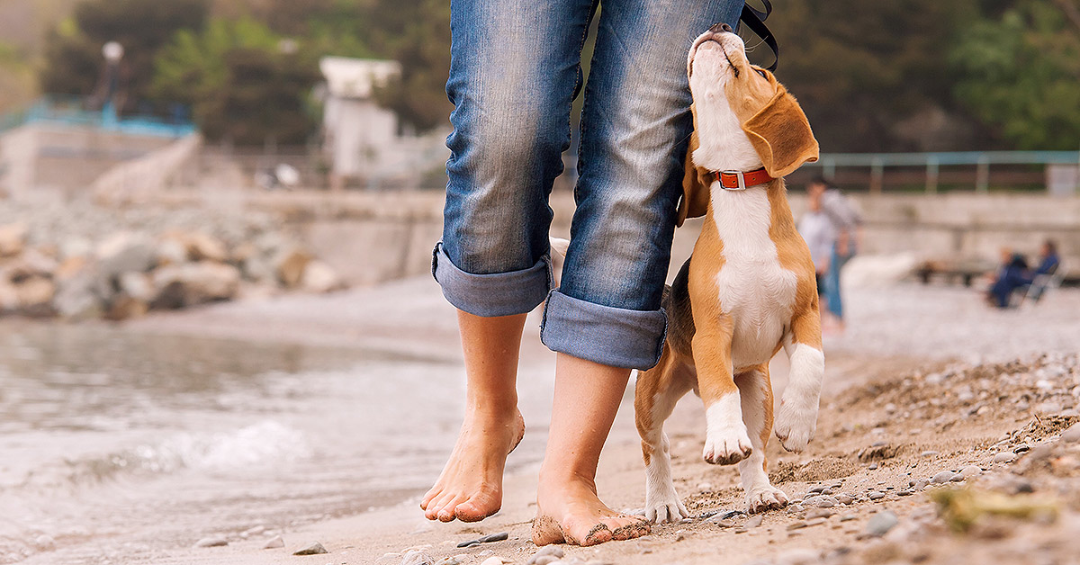 A woman walks barefoot along the beach with a beagle puppy walking at her side, looking up at her