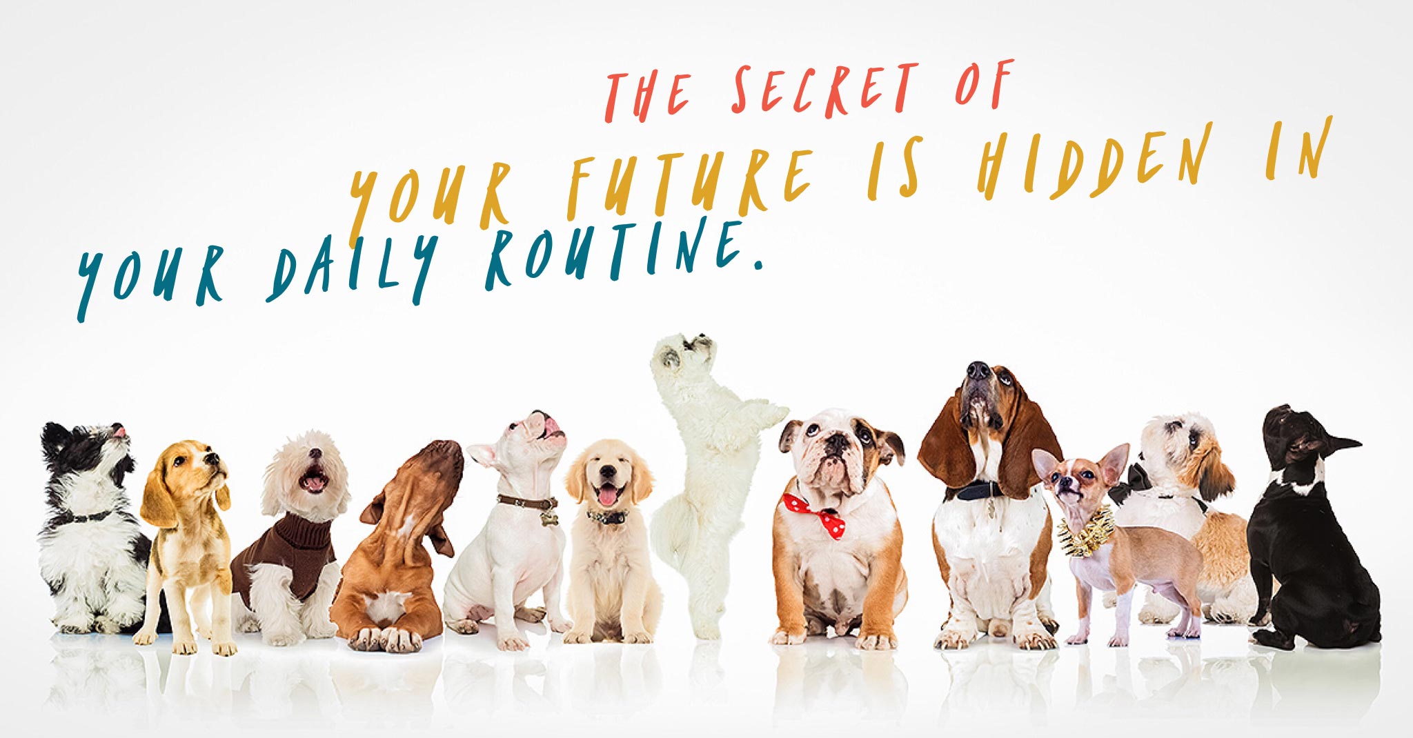 puppies looking up at words that say “the secret of your future is hidden in your daily routine”