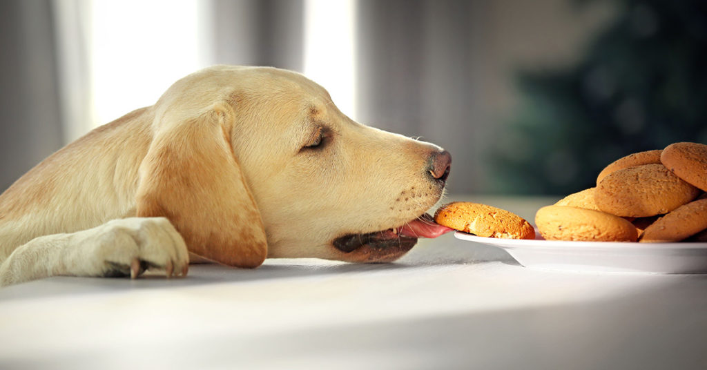 Adolescent Lab stealing a cookie from the kitchen counter top