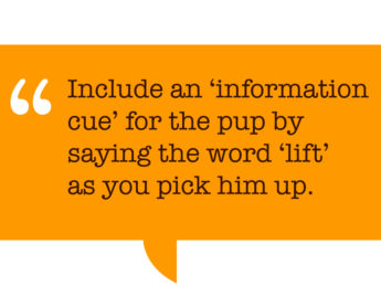 pull quote: “Include an ‘information cue’ for the pup by saying the word ‘lift’ as you pick him up.”