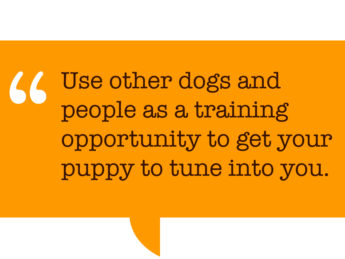 Pull quote: “Use other dogs and people as a training opportunity to get your puppy to tune into you.”