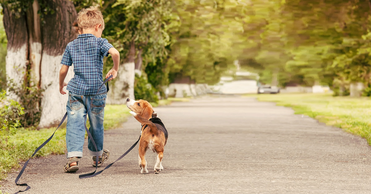 a small boy and his dog are walking away from the camera. The dog is on a line line and he is looking up at the boy. 