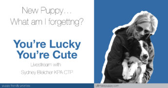 livestream banner for You’re Lucky You’re Cute. new puppy… what am i forgetting?