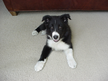 New puppy - 8 weeks