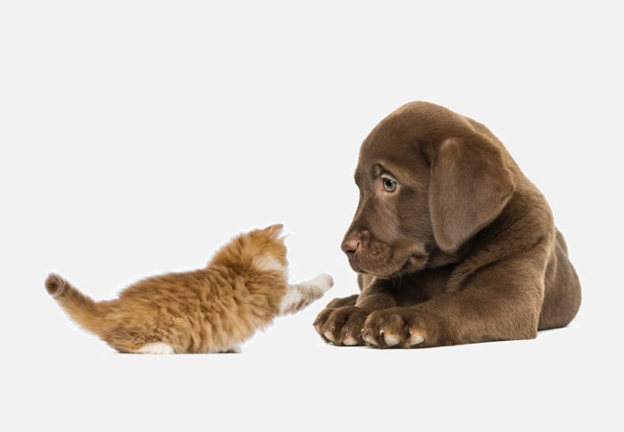 Learn new things about dog development. Chocolate lab puppy watches a kitten touch his paw.